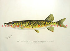 225x164 Mp Nz3civnt5nhbsoy94beg.jpg