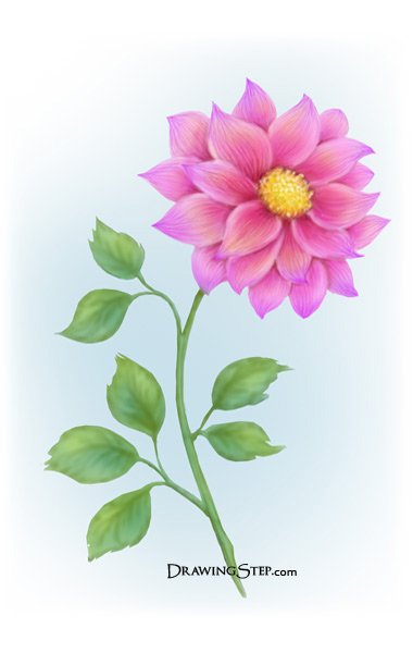 380x600 How To Draw A Flower Step By Step