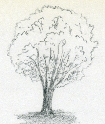 442x519 Draw A Tree Simply And Easily