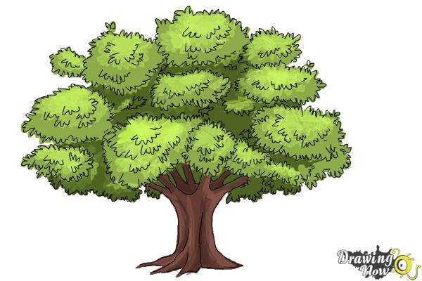 600x400 How To Draw A Realistic Tree