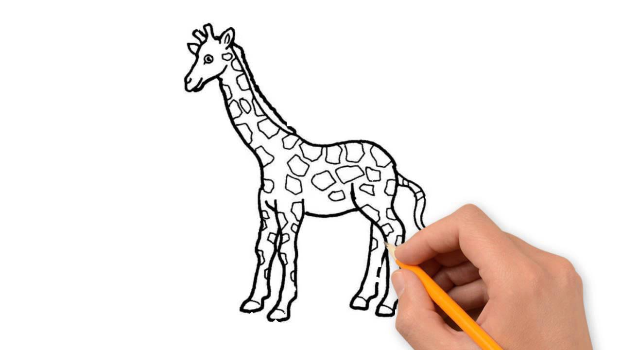 1280x720 Wild Animals Animals Pencil To Draw Step By Step