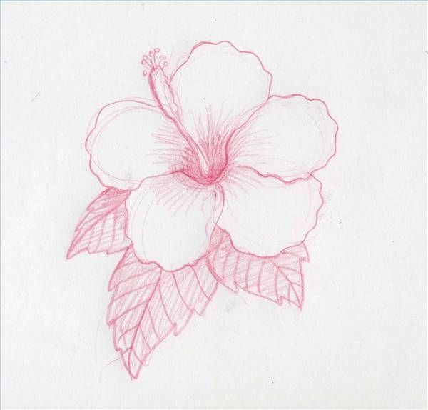 600x574 How To Draw Hawaiian Flowers Step By Step Hawaiian Flowers