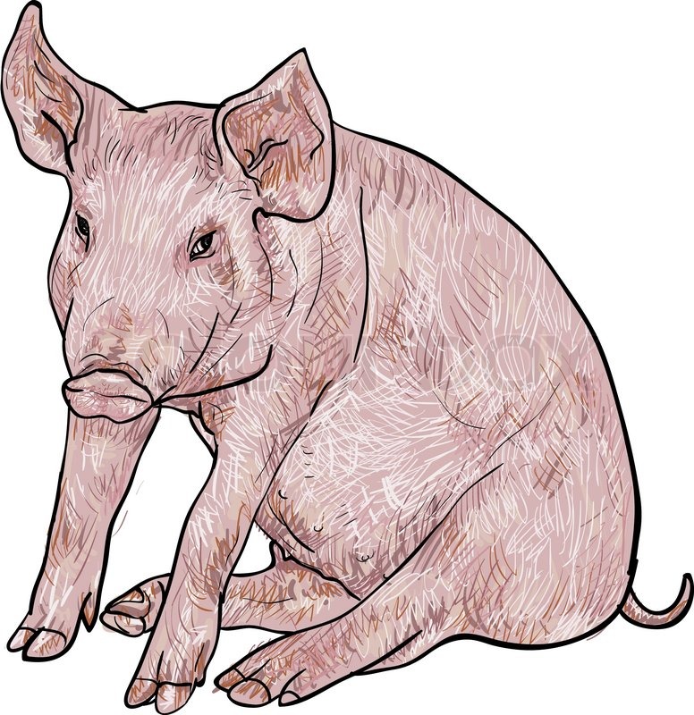 776x800 Drawing Of Pig On White Background,vector Illustration Stock