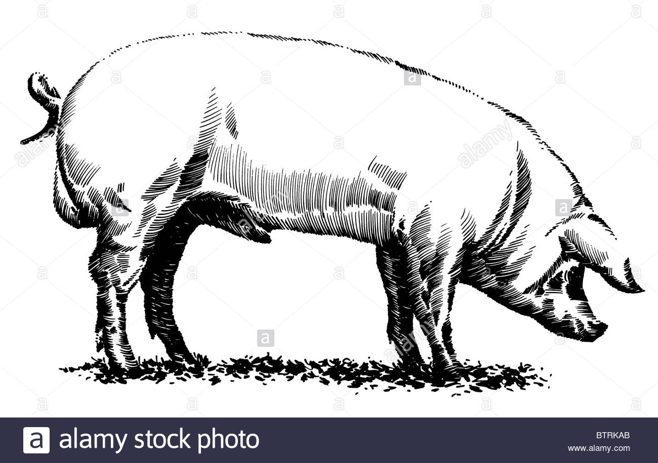 1300x916 Line Drawing Of Pig Stock Photo 32482195