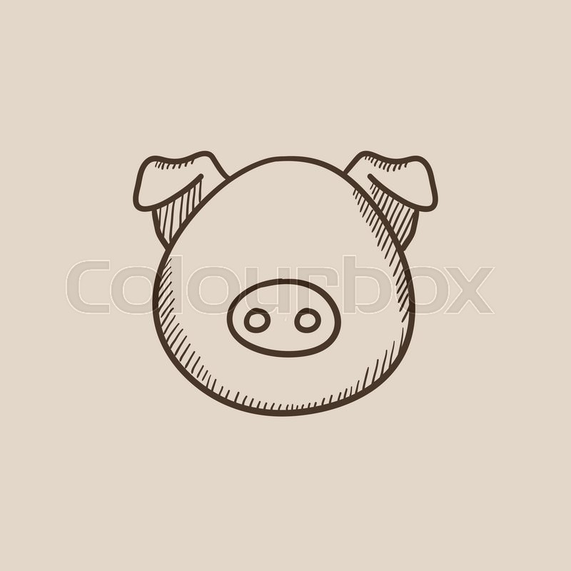 800x800 Pig Head Sketch Icon For Web, Mobile And Infographics. Hand Drawn