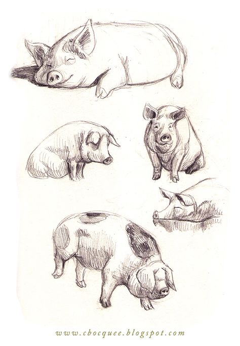 474x684 Pencil Drawing Of Pig
