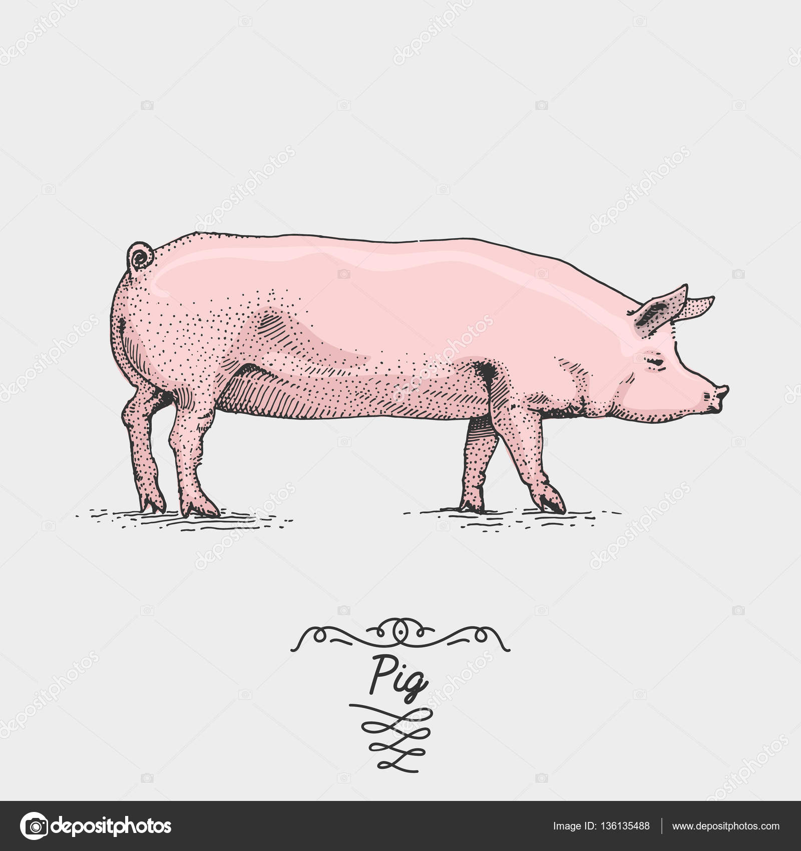 1600x1700 Pig Engraved, Hand Drawn Vector Illustration In Woodcut
