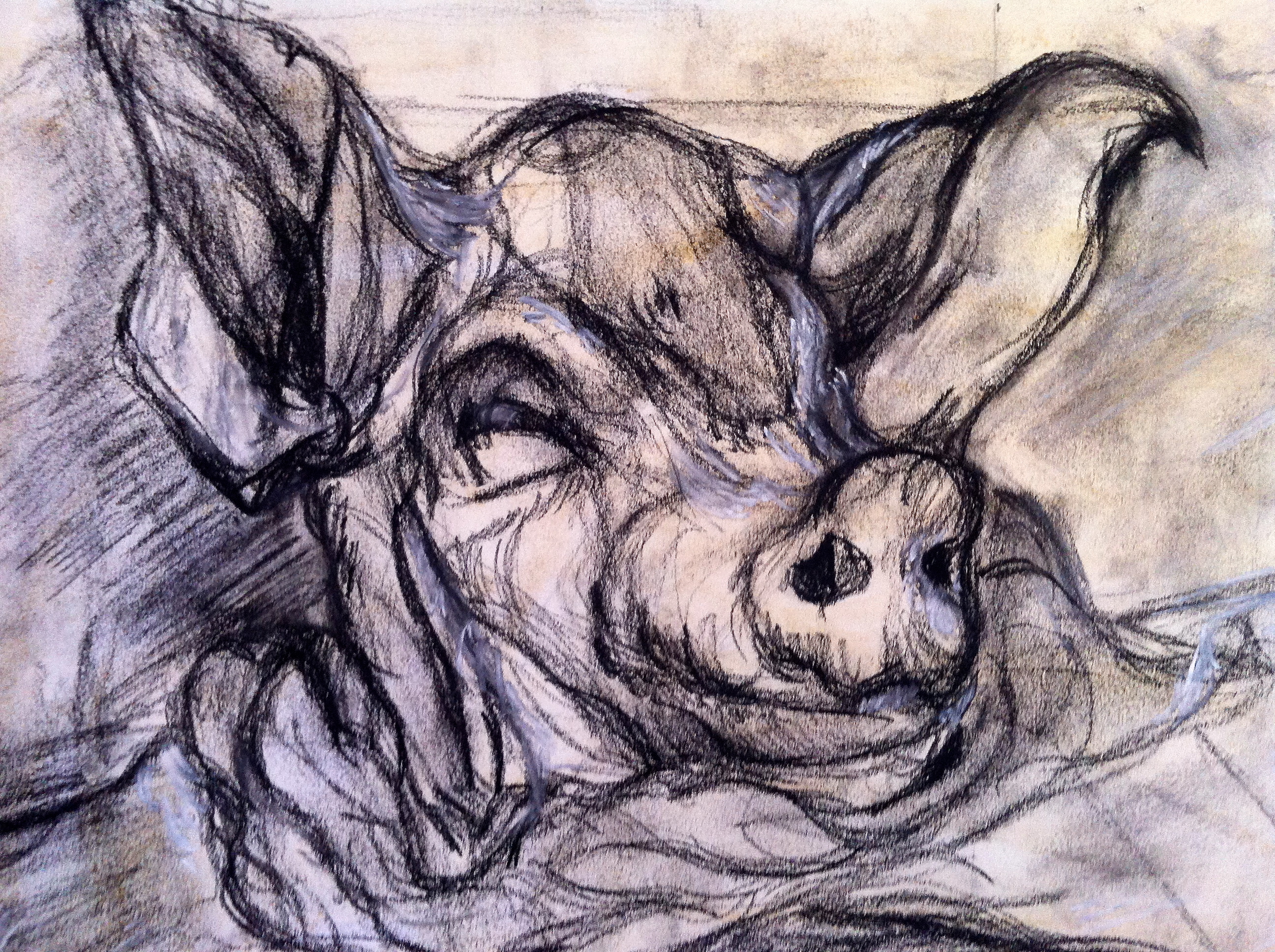 2592x1936 Pig's Head Sarah Lang