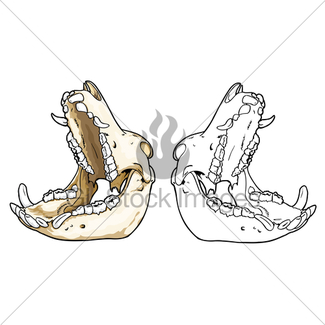 325x325 Wild Hog Skull Gl Stock Images