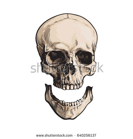 450x470 Wild Pig Skull Anatomy