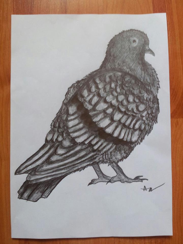 720x960 Pigeon Pencil Drawing By Patrissaart