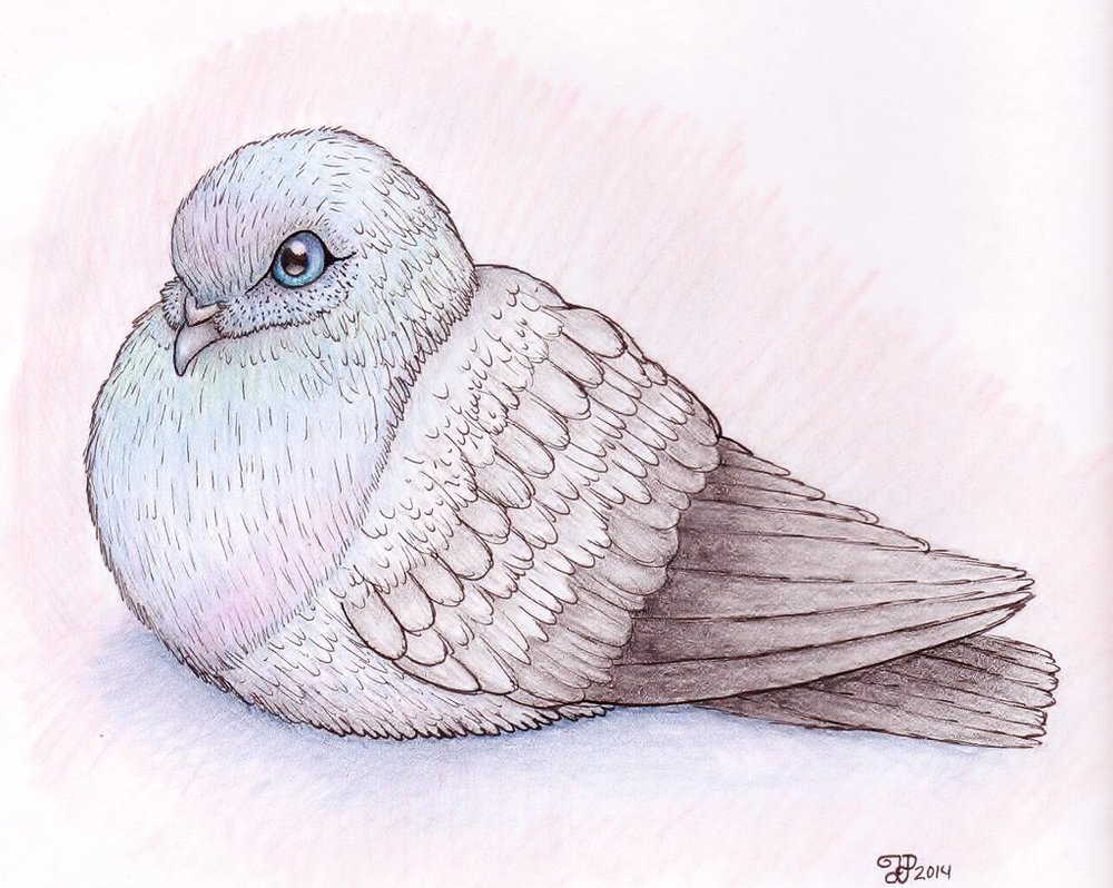 1000x798 Fat Pigeon By Raveneyestheworgen