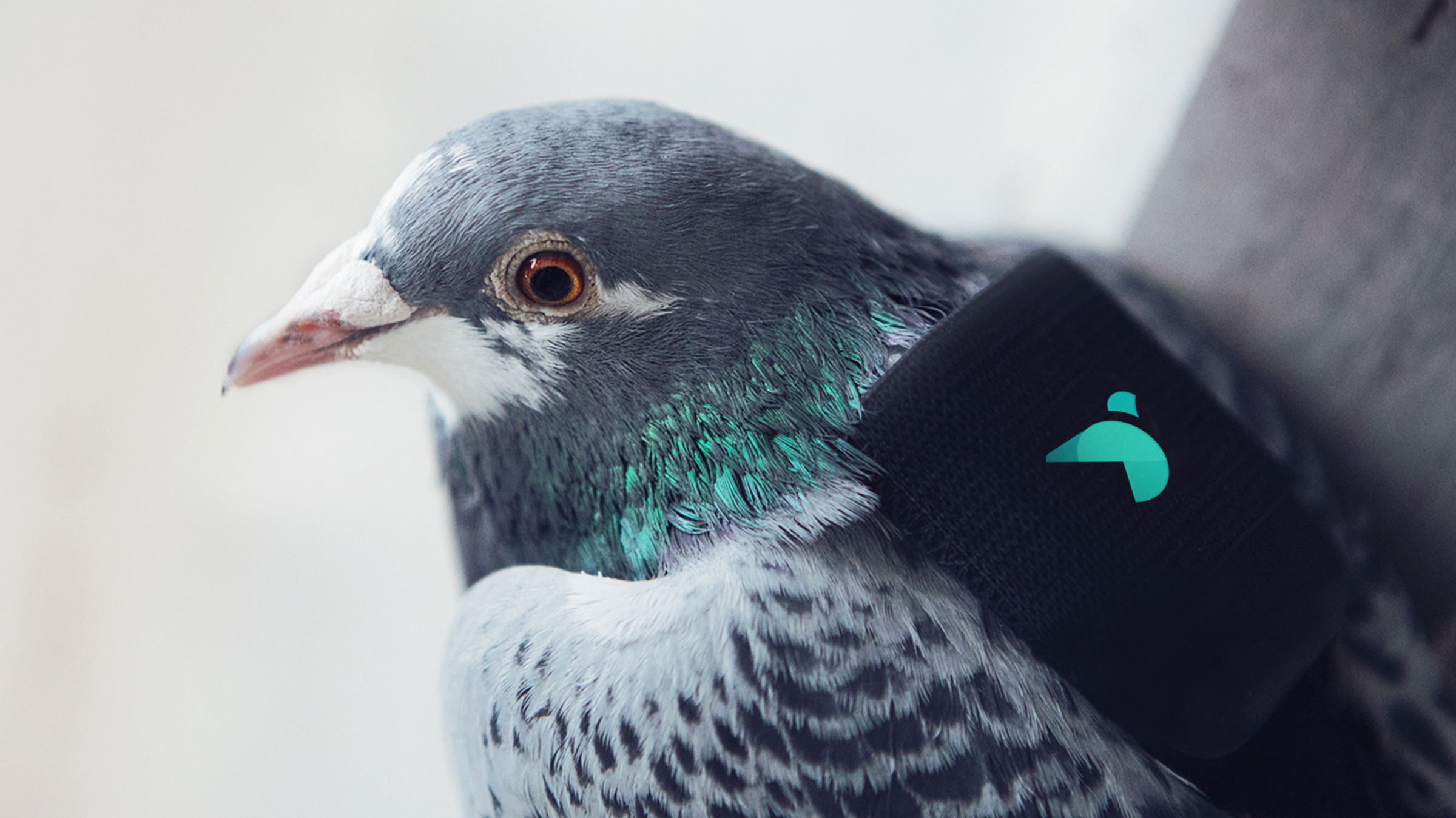 2400x1349 How Pigeons Are Drawing Attention To Air Pollution Audubon