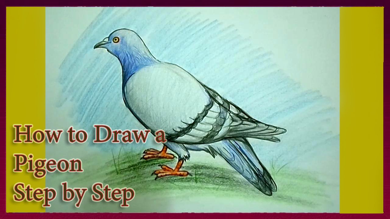 1280x720 How To Draw A Pigeon Step By Step