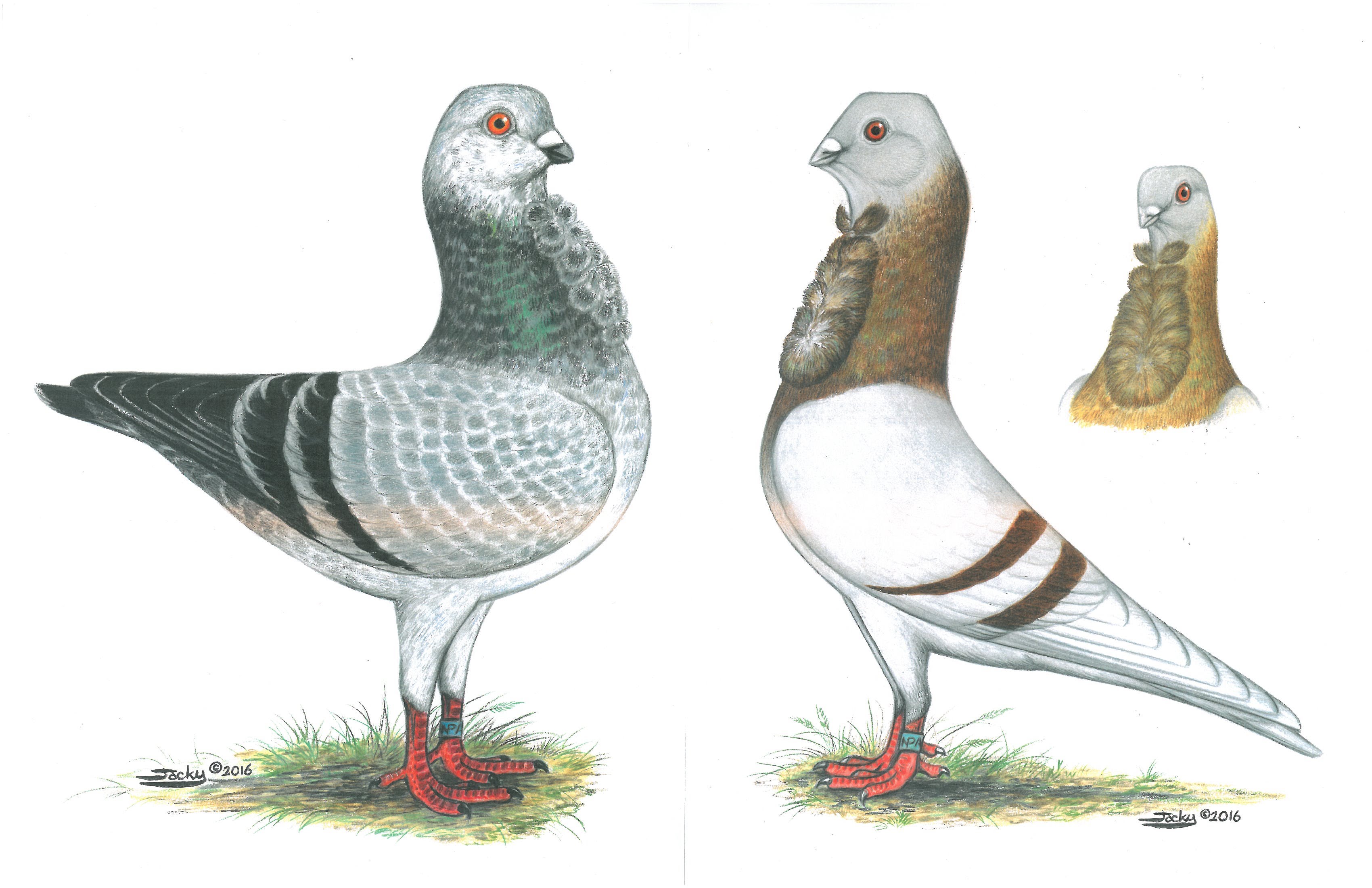 3400x2200 Valencian Figurita And Italian Owl Club