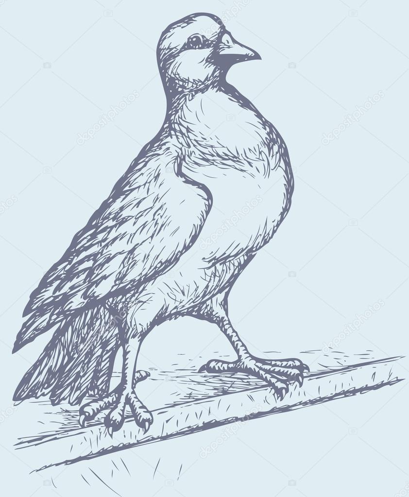 842x1024 Vector Drawing Of A Series Of Sketches Birds. Pigeon Stock