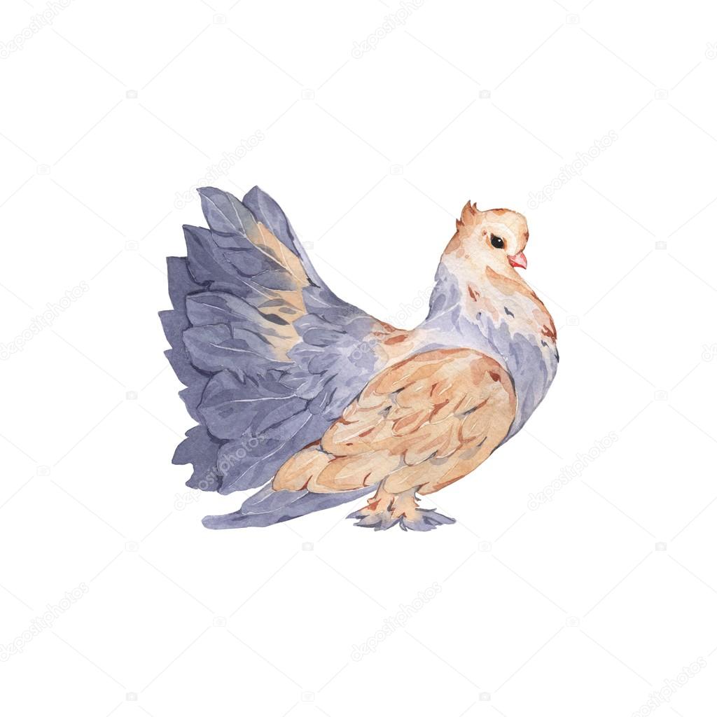 1024x1024 Pigeon. Watercolor Painting. Stock Photo Shilovka