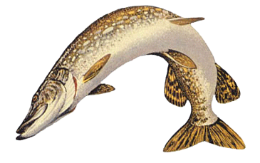 365x229 Maryland Fish Facts