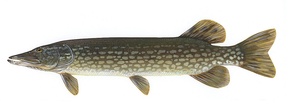 1200x441 Northern Pike