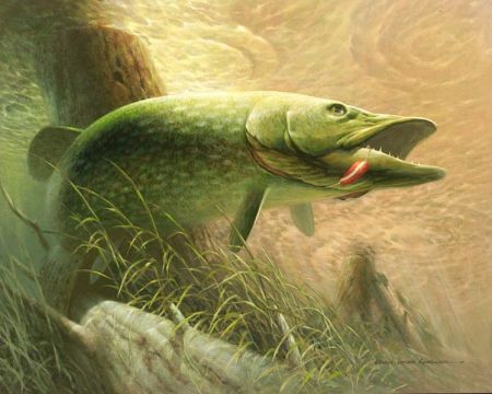 450x360 Northern Pike Animals Fish And Pike Fishing