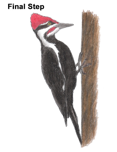 386x500 How To Draw A Woodpecker