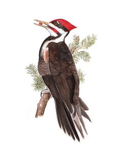 236x295 Pileated Woodpecker Birds Woodpeckers, Bird