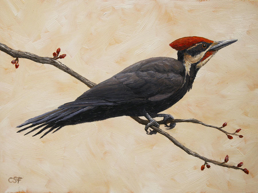 900x675 Pileated Woodpecker Painting By Crista Forest