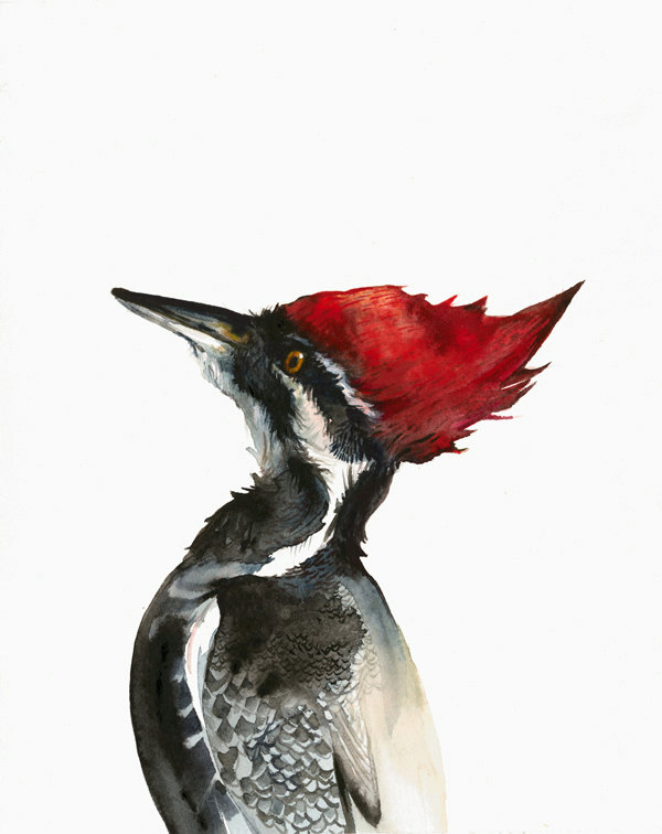 600x756 Pileated Woodpecker Watercolor Painting Archival Print Woodpecker