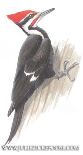 267x500 Pileated Woodpecker. Male Perched. Bird Graphics Clipart