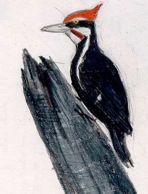299x390 Pileatedwoodpecker.jpg
