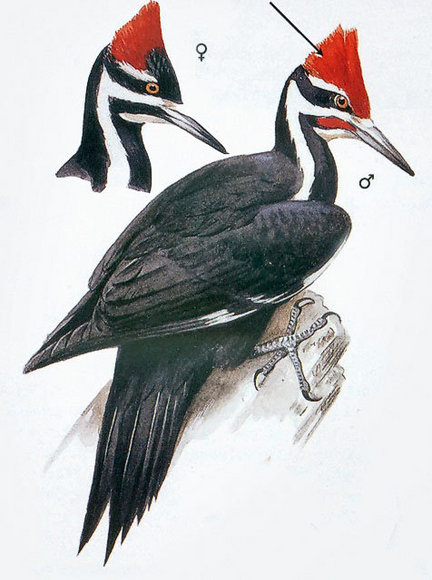 432x580 The Pileated Woodpecker Is Abundant In The Region