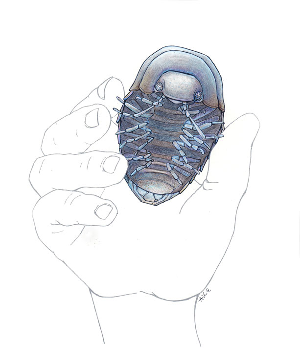 613x743 Pill Bug Mouth Parts