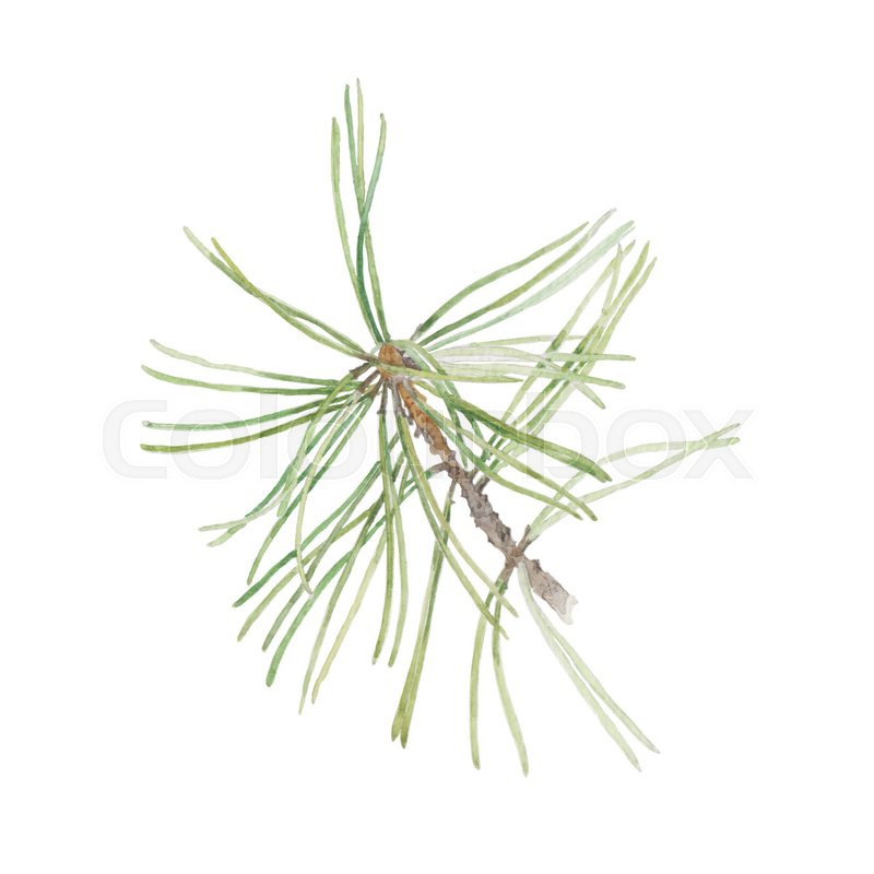 800x800 Watercolor Illustration With Pine Branch Isolated On White