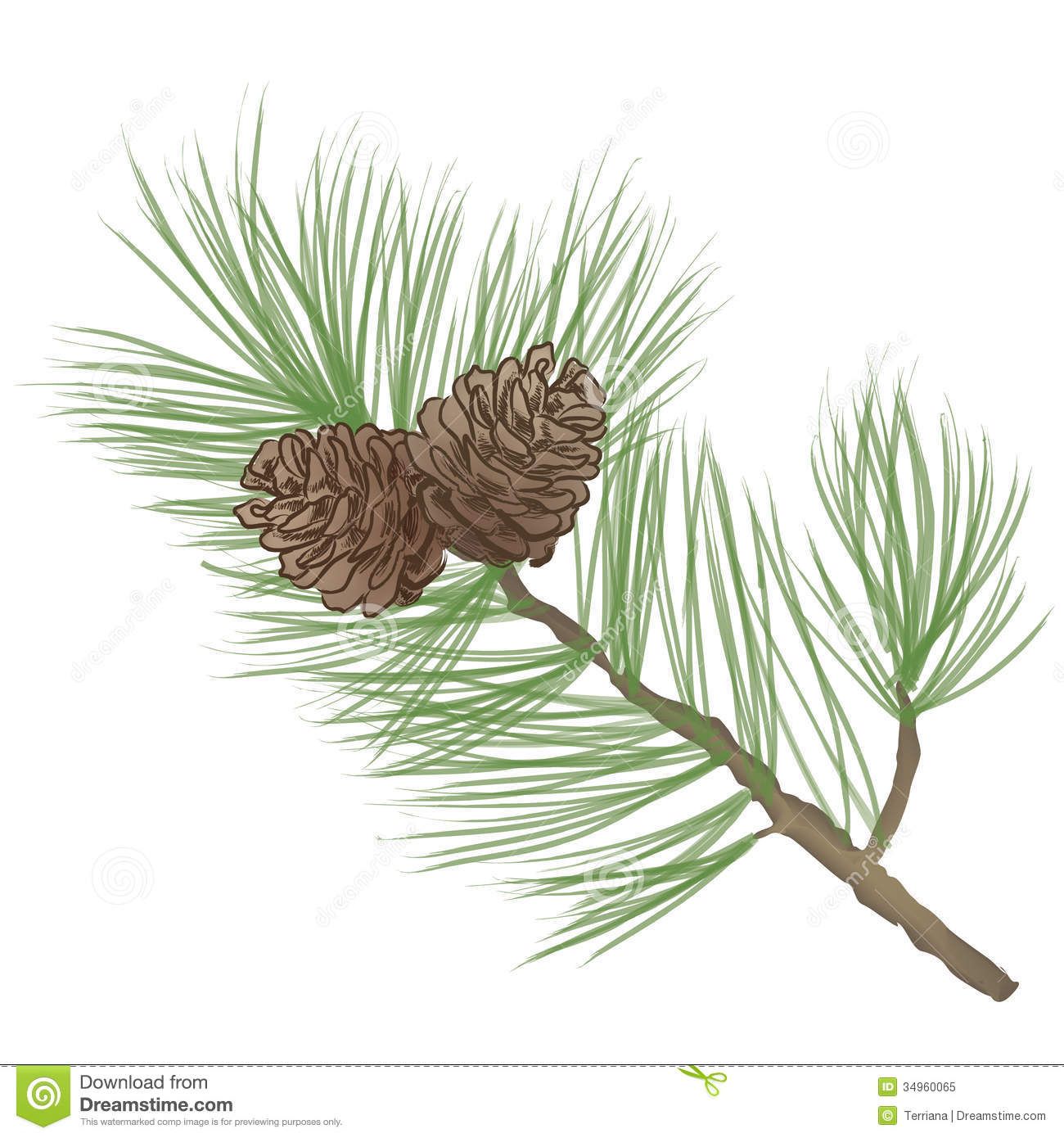 1300x1390 Branch Drawing White Pine