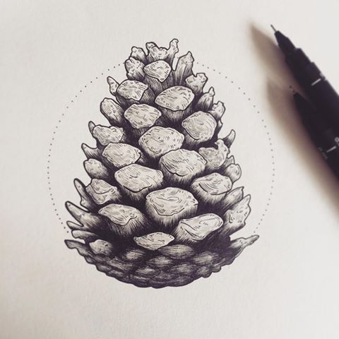 Pine Cone Drawing at GetDrawings | Free download