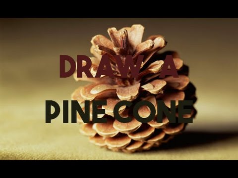 480x360 Drawing A Pine Cone For Kids (Novice Level)