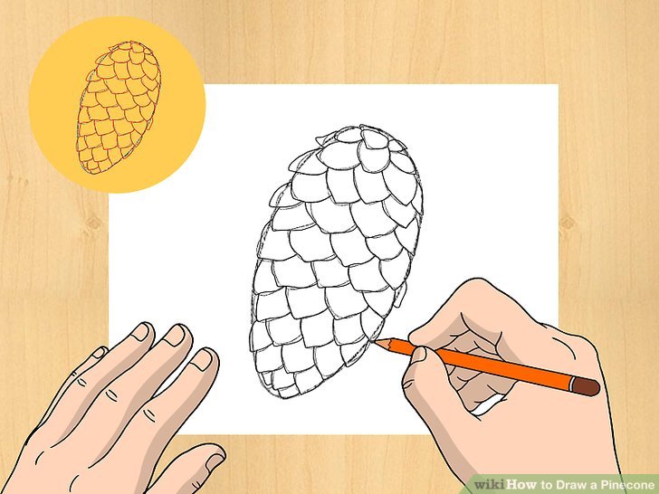 728x546 How To Draw A Pinecone 6 Steps (With Pictures)