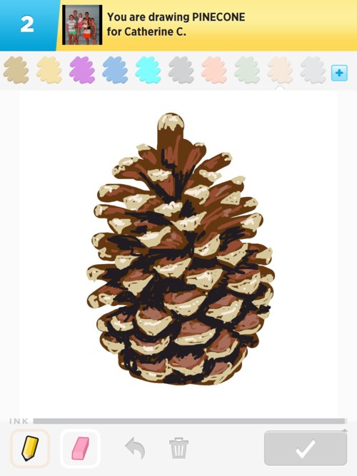 500x667 Pinecone Drawings