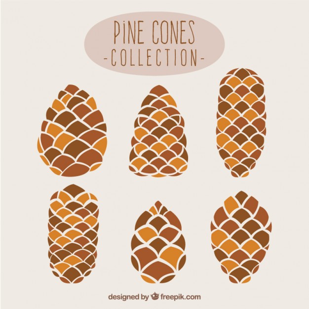626x626 Pine Cone Vectors, Photos And Psd Files Free Download