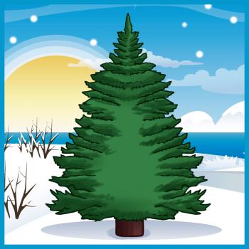 350x350 How To Draw How To Draw A Pine Tree