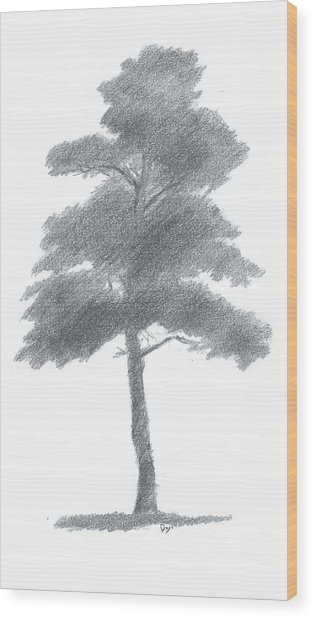 314x618 Pine Tree Drawing Number One Painting By Alan Daysh