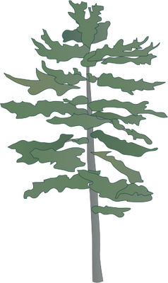 238x400 Eastern White Pine Tree Drawing Eastern White Pine)