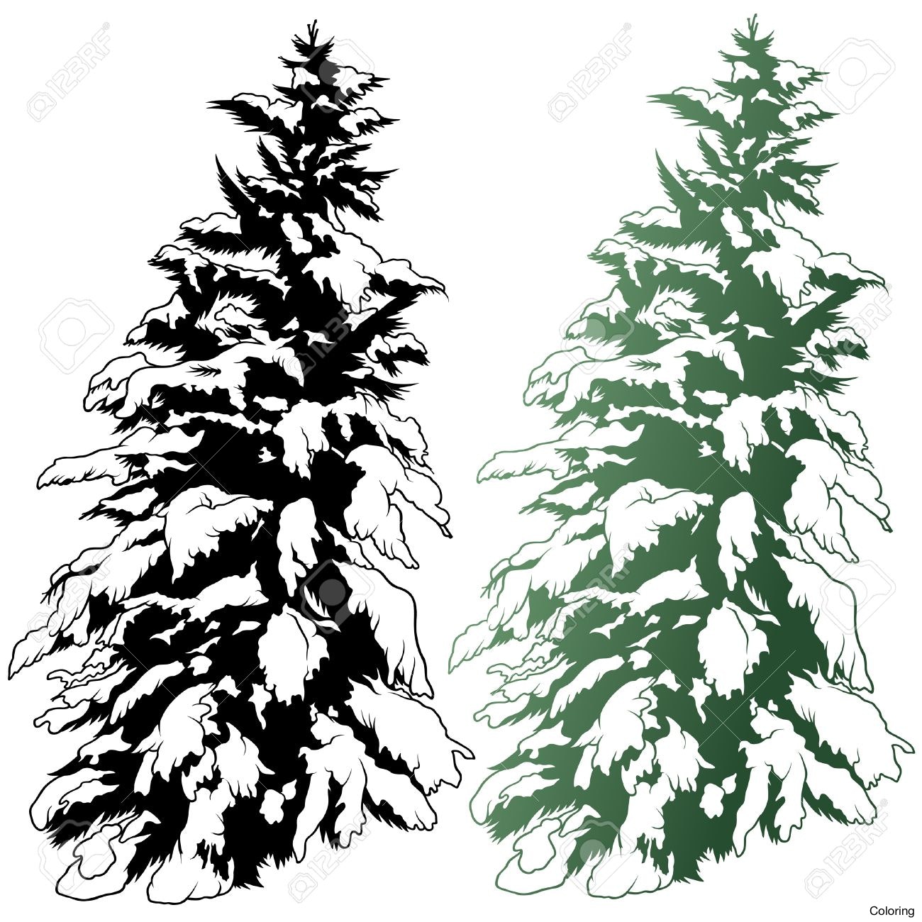 1300x1300 Pine Tree Drawings Coloring Trees Christmas Realistic Hand Drawn