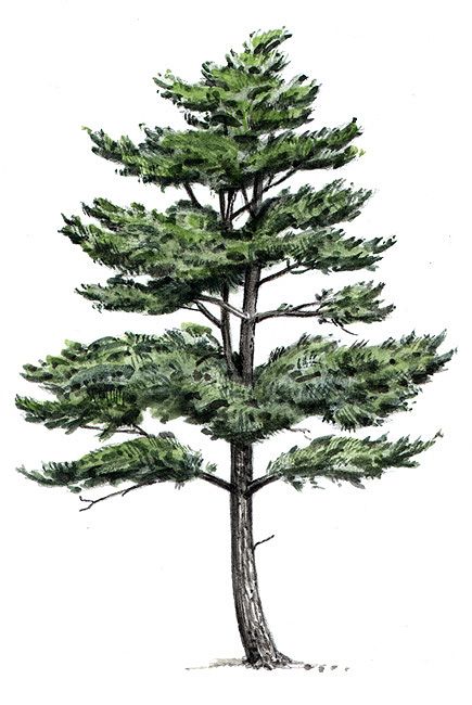435x650 Eastern White Pine Tree Drawing