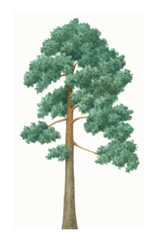 150x250 Tree Species