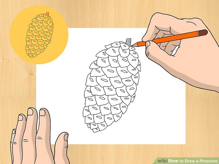728x546 How To Draw A Pinecone 6 Steps (With Pictures)