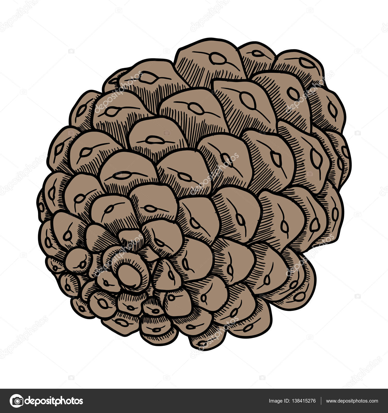 1600x1700 Pine Cone Hand Drawn Sketch Stock Vector Goldenshrimp