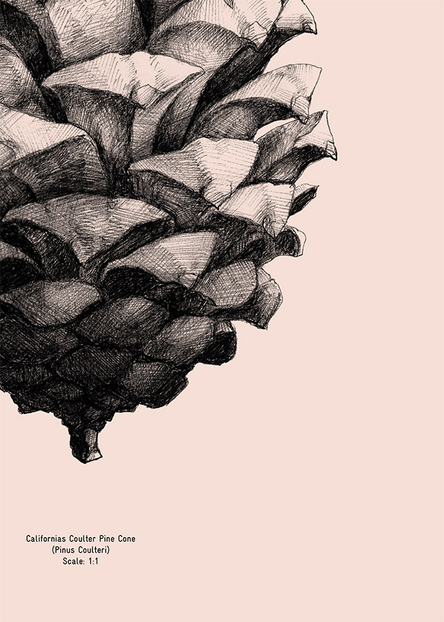 643x900 Pine Cone Poster Form Us With Love Grrrr Pine Cone