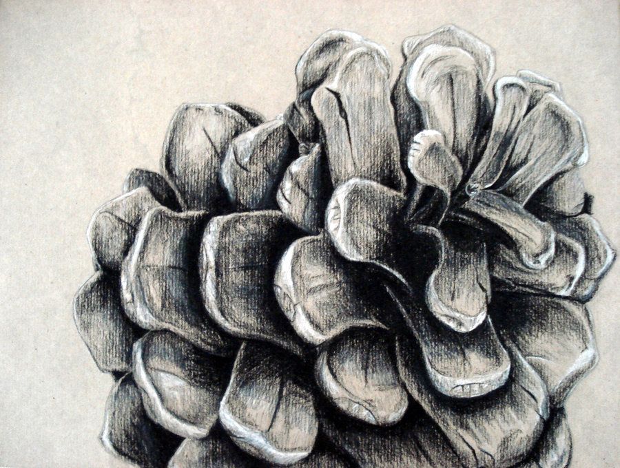 900x680 Pinecone Drawing Google Image Result For Httpfc01.