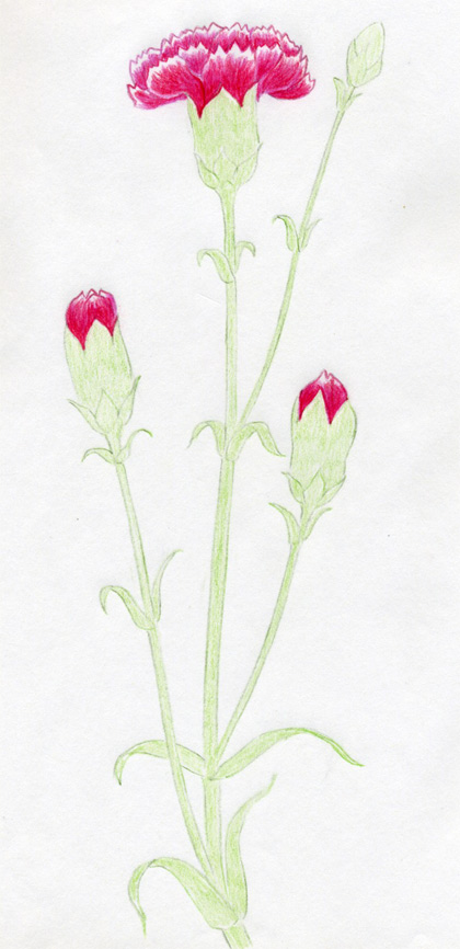 420x866 How To Draw Carnation